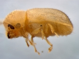 Cryphalus piceus 13645