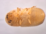 Cryphalus piceus 13645