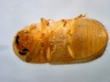 Cryphalus piceus 13645