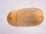 Cryphalus piceus 13645