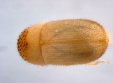 Cryphalus piceus 13645