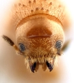 Cryphalus piceus 14424