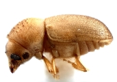 Cryphalus piceus 14424