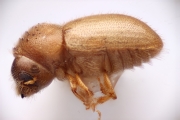 Cryphalus piceus 14423