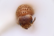 Cryphalus piceus 14423