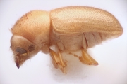Cryphalus piceus 14424