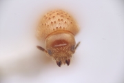 Cryphalus piceus 14424