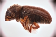Cryphalus pubescens 12721