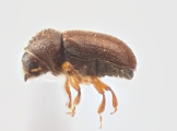 Cryphalus pubescens 12447
