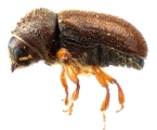 Cryphalus pubescens 12447