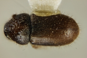 Cryphalini spp 12477