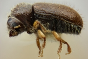Cryphalini spp 12477