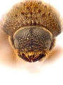 Cryphalus pubescens 12721