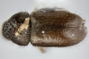 Cryphalus pubescens 12721