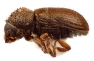 Cryphalus pubescens 5918