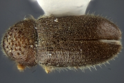 Cryphalus rubentis 11833