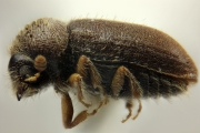 Cryphalus rubentis 11833