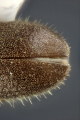 Cryphalus rubentis 11833