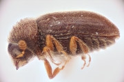 Cryphalus rubentis 11833