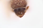 Cryphalus rubentis 11833