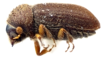 Cryphalus rubentis 11833