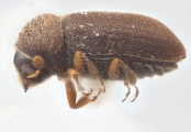 Cryphalus rubentis 11833