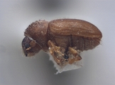 Cryphalus ruficollis 12449