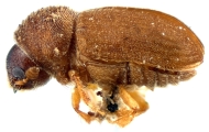 Cryphalus ruficollis 12449