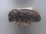 Cryphalus ruficollis 12450