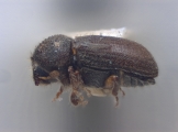 Cryphalus ruficollis 12450