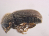 Cryphalus ruficollis 13705