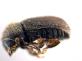 Cryphalus ruficollis 13705