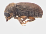 Cryphalus ruficollis 13705