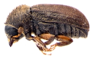 Cryphalus ruficollis 13705