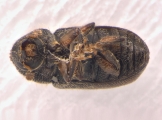 Cryphalus ruficollis 13705