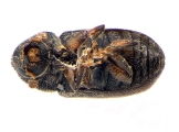 Cryphalus ruficollis 13705