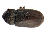 Cryphalus ruficollis 13705
