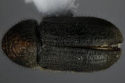 Cryphalus ruficollis 15201