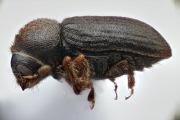 Cryphalus ruficollis 15201
