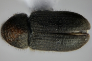 Cryphalus ruficollis 15201