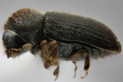 Cryphalus ruficollis 15201