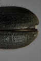 Cryphalus ruficollis 15201