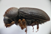 Cryphalus ruficollis 15201