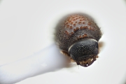 Cryphalus ruficollis 15201