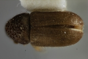 Cryphalus ruficollis 12449