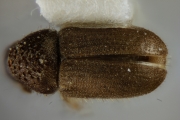 Cryphalus ruficollis 12449