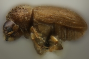Cryphalus ruficollis 12449