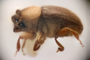Cryphalus scabricollis 12196