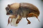 Cryphalus scabricollis 12196