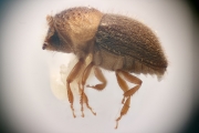 Cryphalus scabricollis 12197